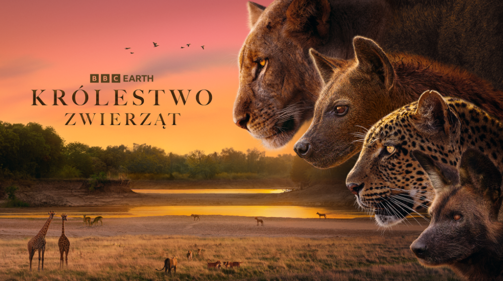 Zdjęcie okładkowe wpisu: Królestwo zwierząt – wciągająca opowieść o sile i rywalizacji w BBC Earth