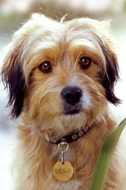 Zdjęcie Benjean