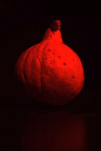 The Pumpkin Movie