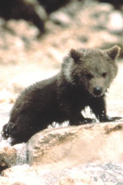 Zdjęcie Youk the Bear