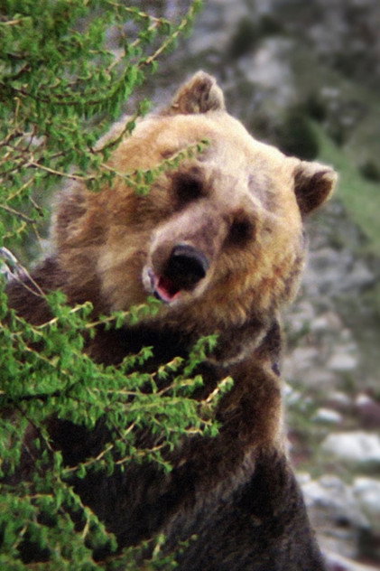 Zdjęcie Bozo the Bear