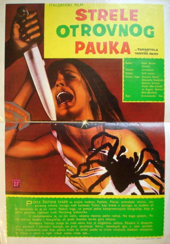 Czarny odwłok tarantuli