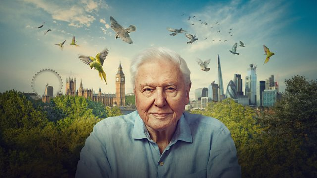 Zdjęcie okładkowe wpisu: Londyn Davida Attenborough – recenzja filmu dokumentalnego! Nowe zakątki stolicy UK