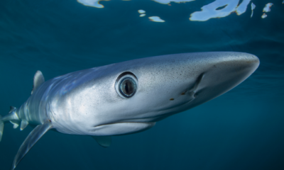 Zdjęcie okładkowe wpisu: Światowy Dzień Oceanów już w poniedziałek! BBC Earth ze specjalną ramówką