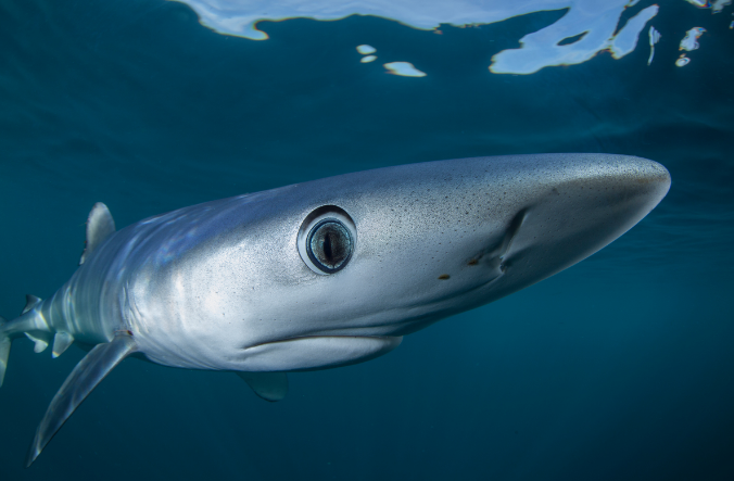 Zdjęcie okładkowe wpisu: Światowy Dzień Oceanów już w poniedziałek! BBC Earth ze specjalną ramówką