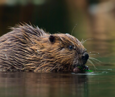 Zdjęcie okładkowe wpisu: Nowy program w BBC Earth. Premiera Dzikiej Wielkiej Brytanii już 30 sierpnia