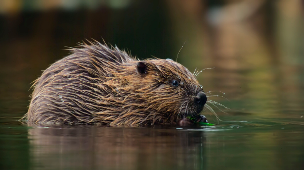 Nowy program w BBC Earth. Premiera Dzikiej Wielkiej Brytanii już 30 sierpnia